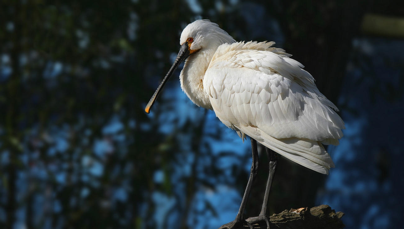 Spoonbill