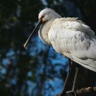 Spoonbill