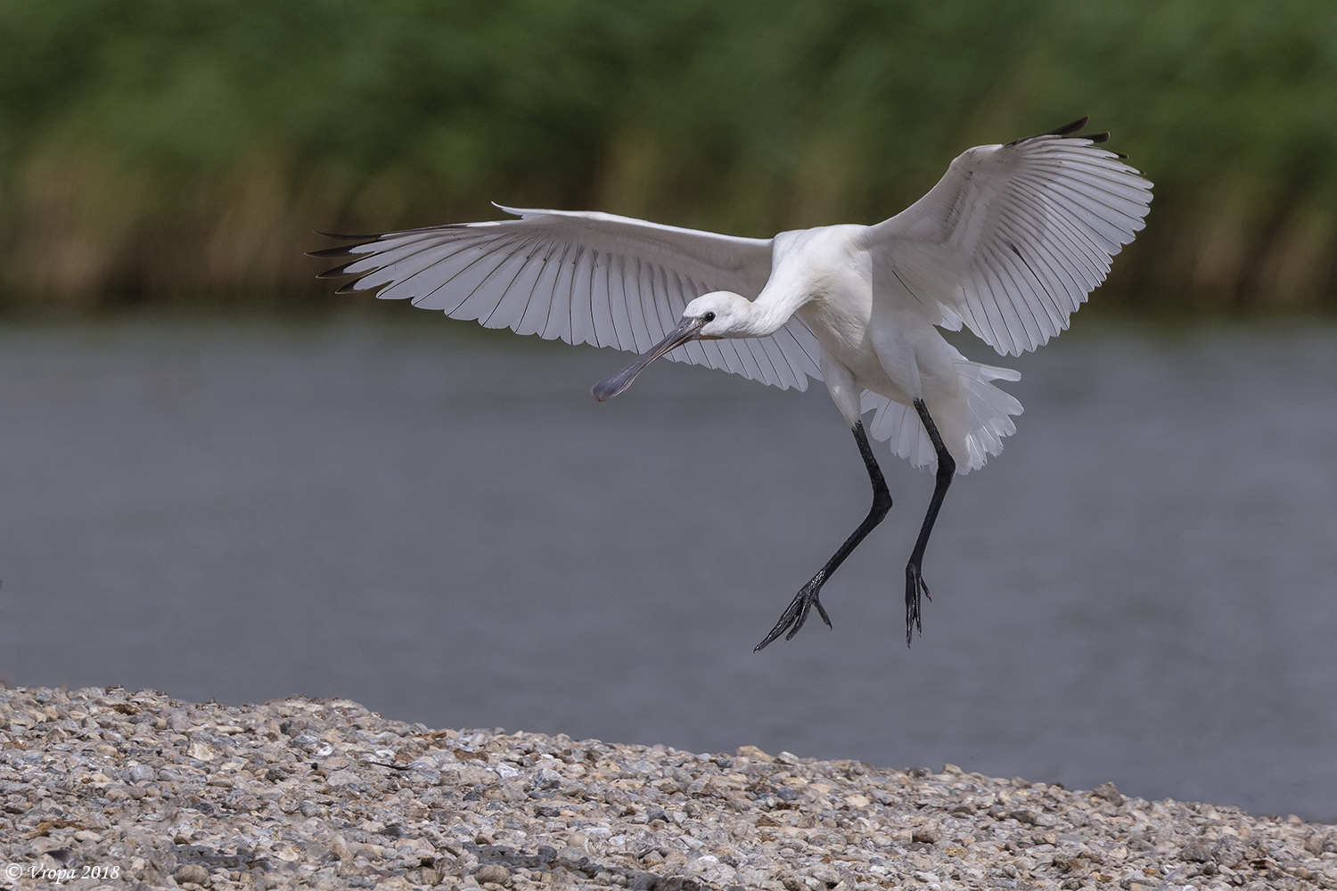 Spoonbill.