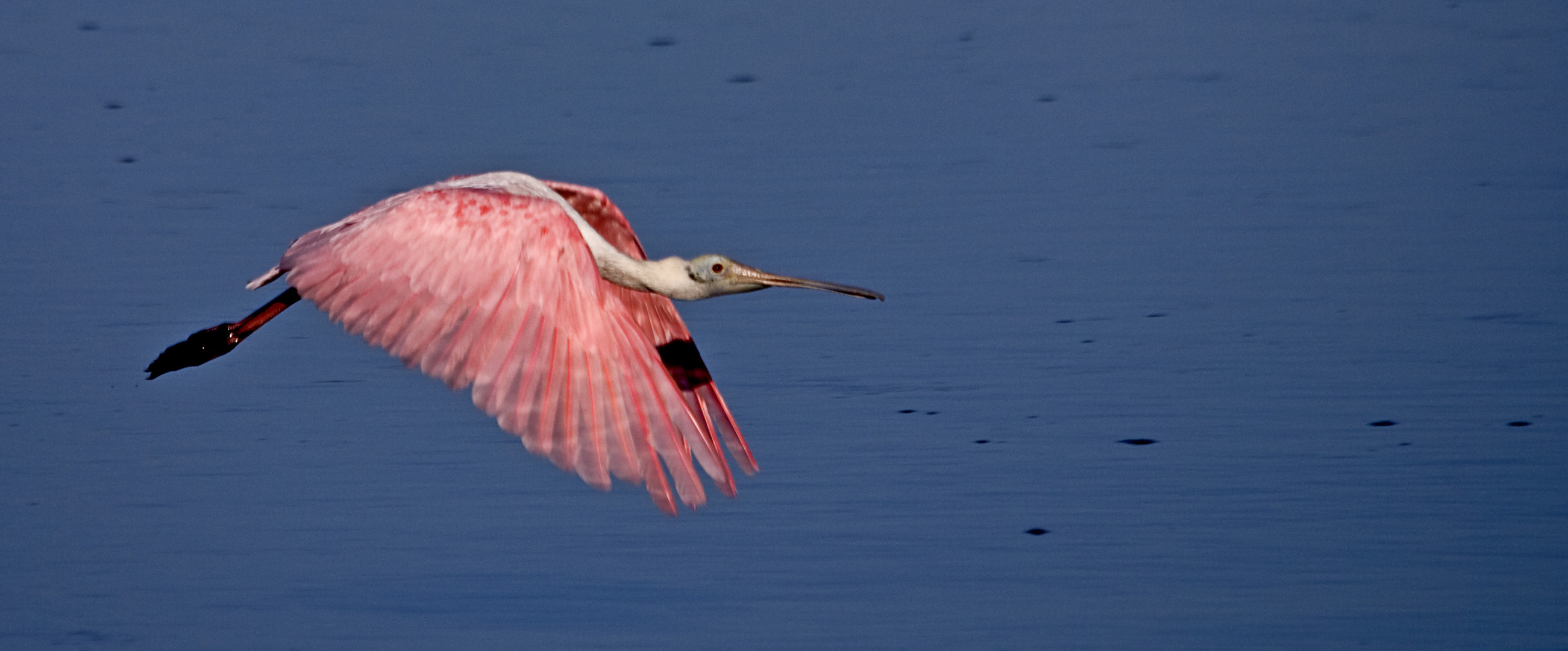 Spoonbill In Flight