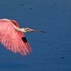 Spoonbill In Flight