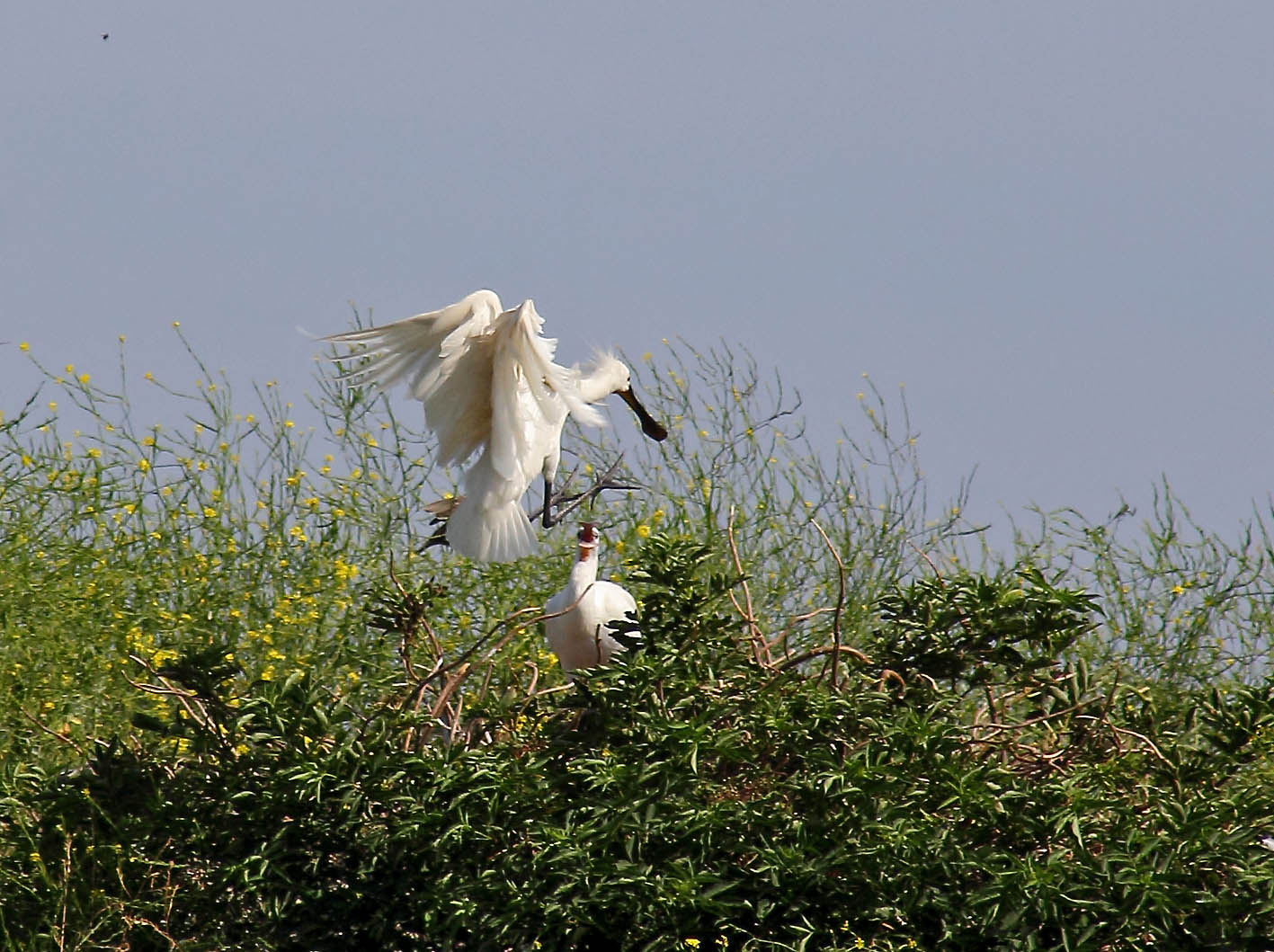 spoonbill on nest