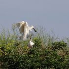 spoonbill on nest