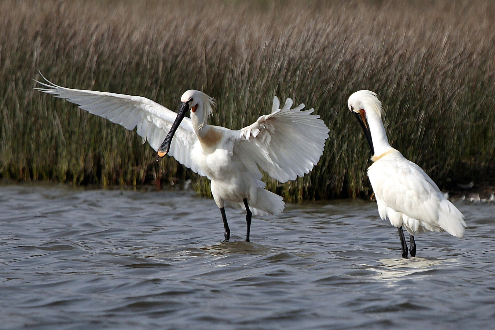 spoonbill (Platalea leucorodia)