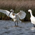 spoonbill (Platalea leucorodia)