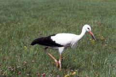 Sporch auf der Wiese