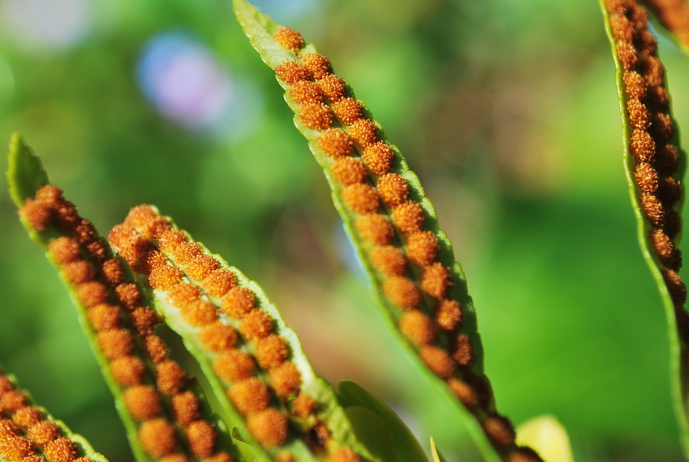 spore avant l'été