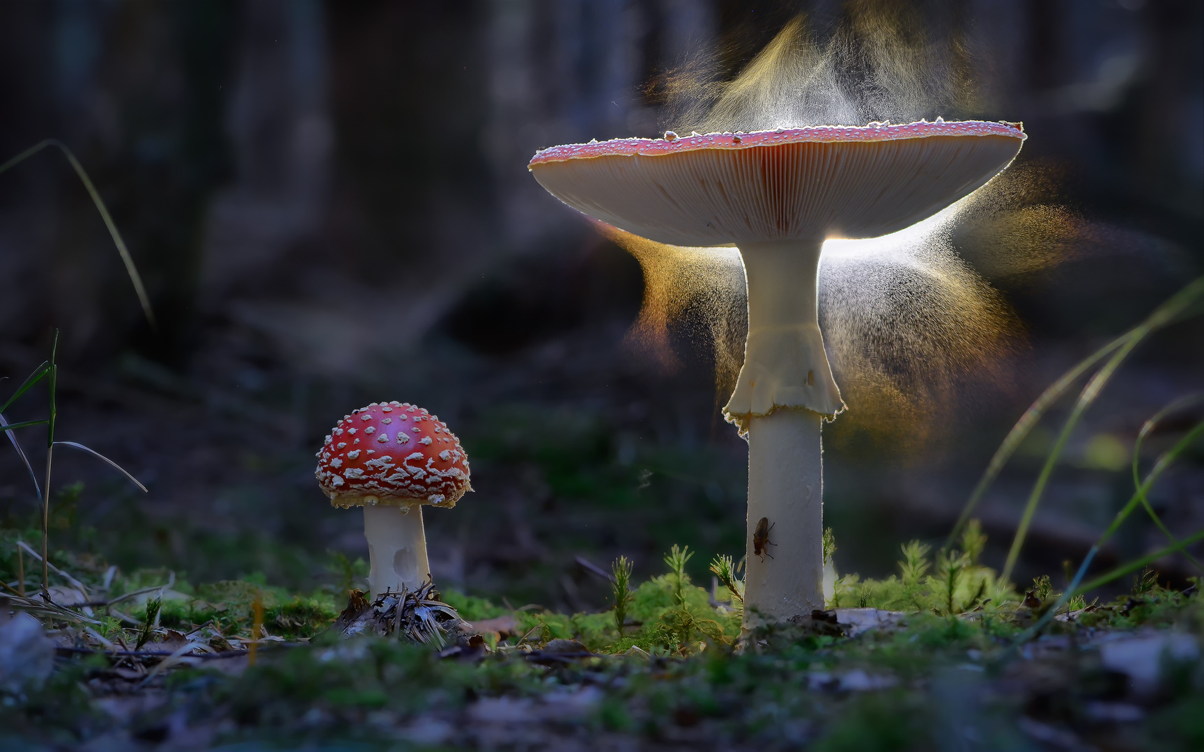 Sporen Foto & Bild pflanzen, pilze & flechten, pilze & flechten