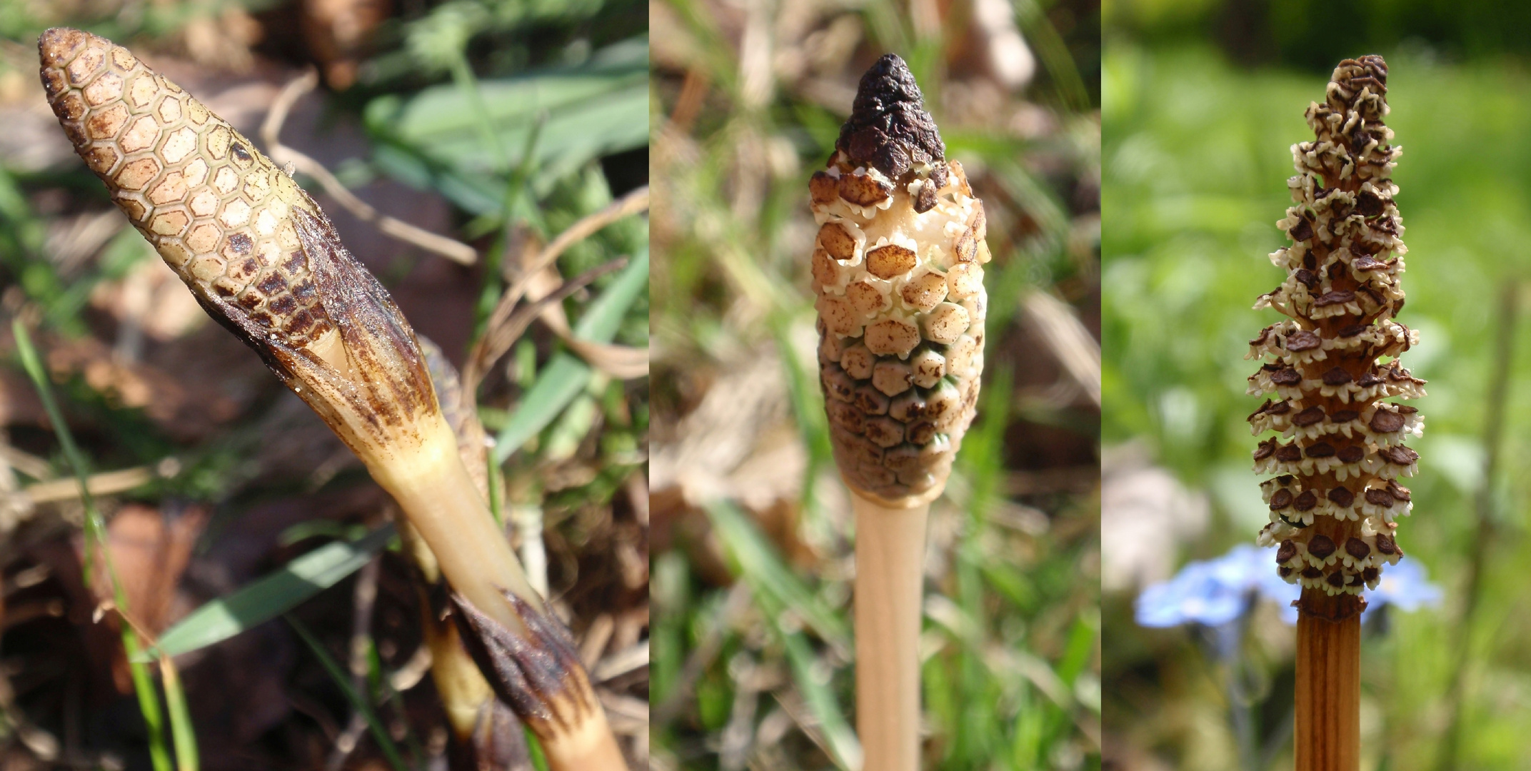 Sporenähren vom Acker-Schachtelhalm (Equisetum arvense)