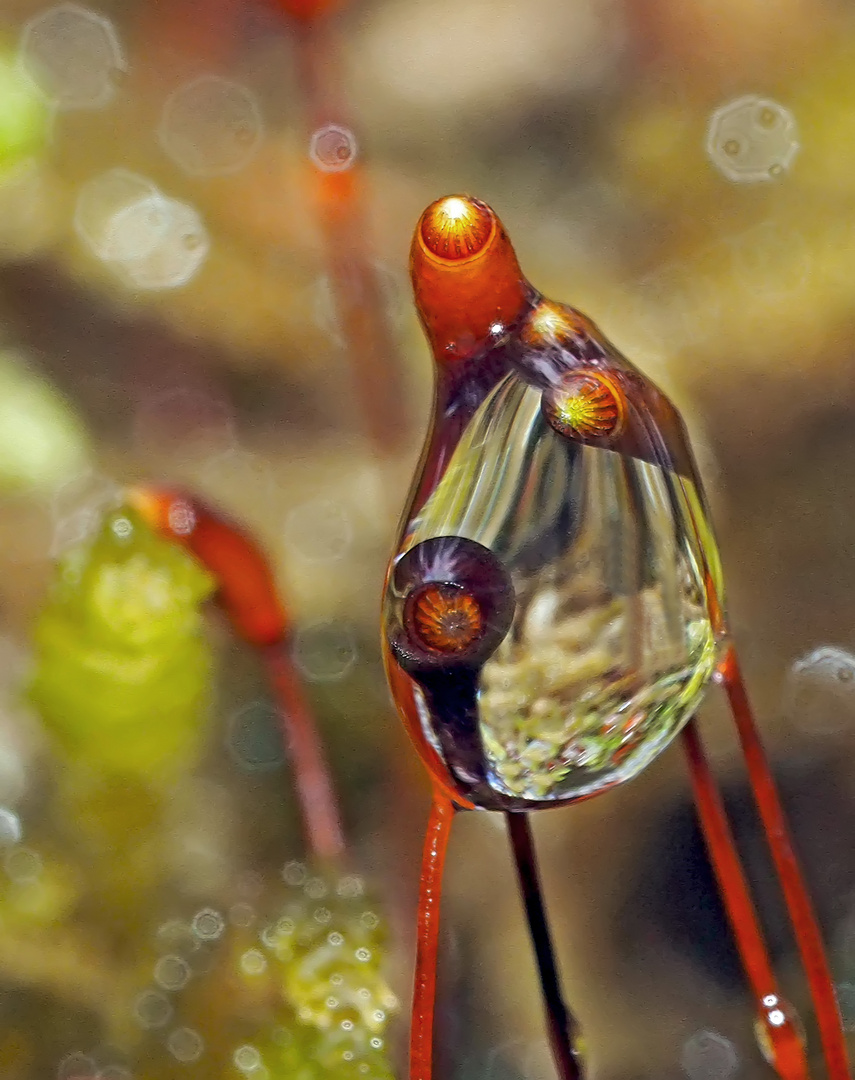 Sporenkapseln im nassen Wald! - Des capsules de spores unies par une goutte d'eau!