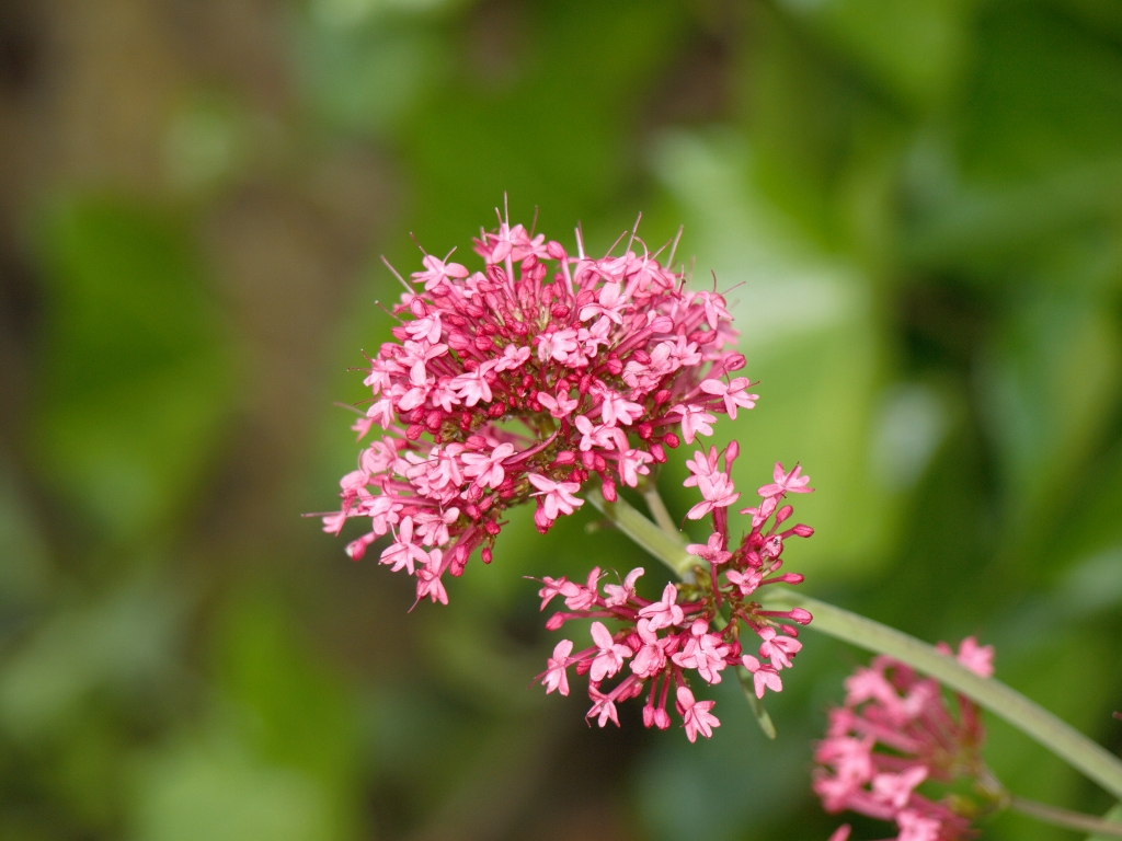 Spornblume