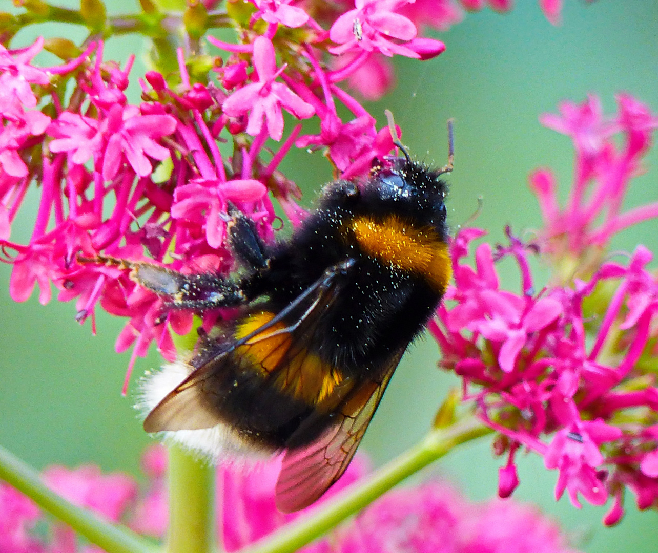 Spornblume mit Besucher 