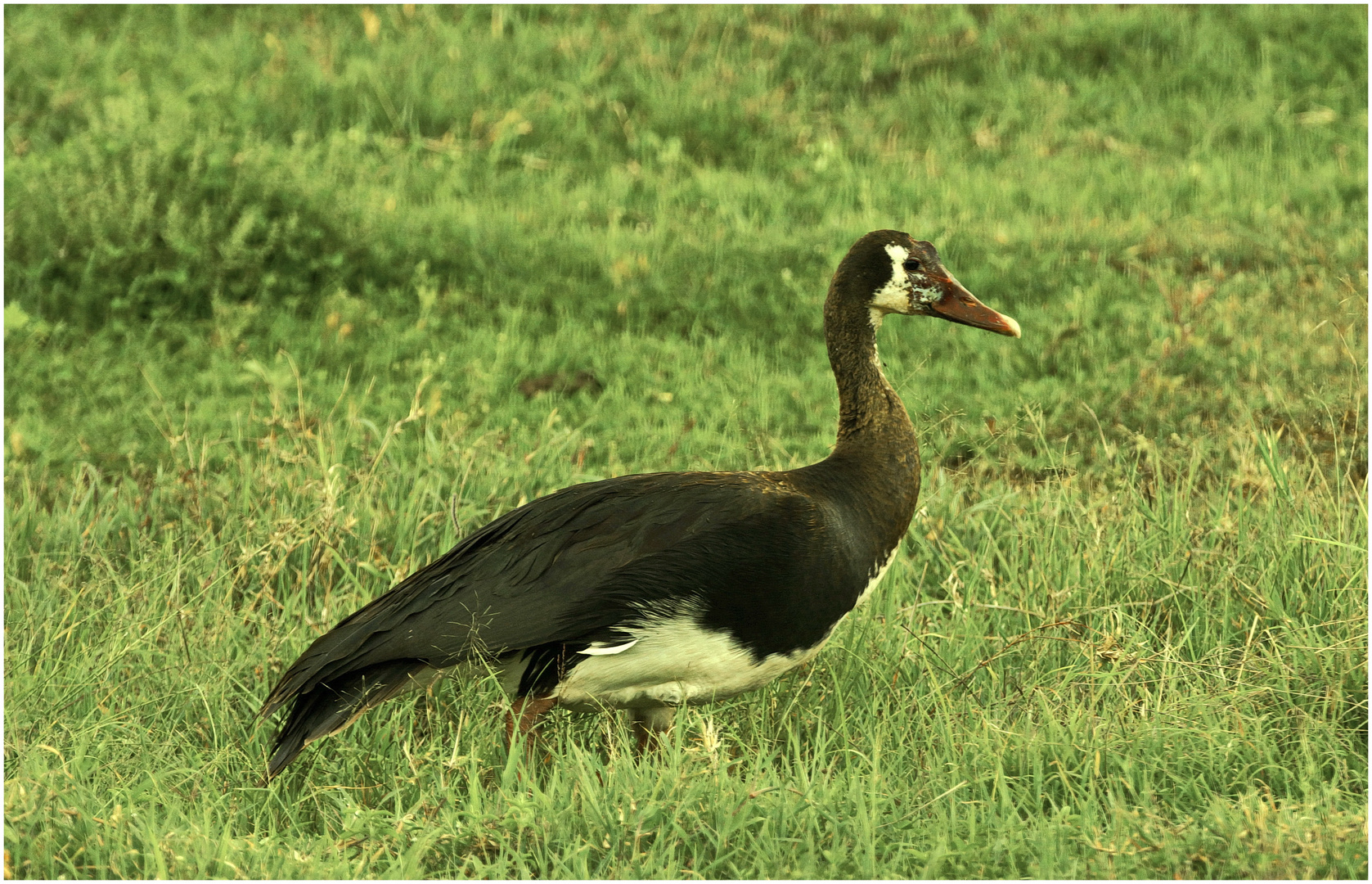 Sporngans (Plectropterus gambensis)