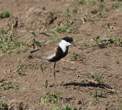 Spornkiebitz - Vanellus spinosus