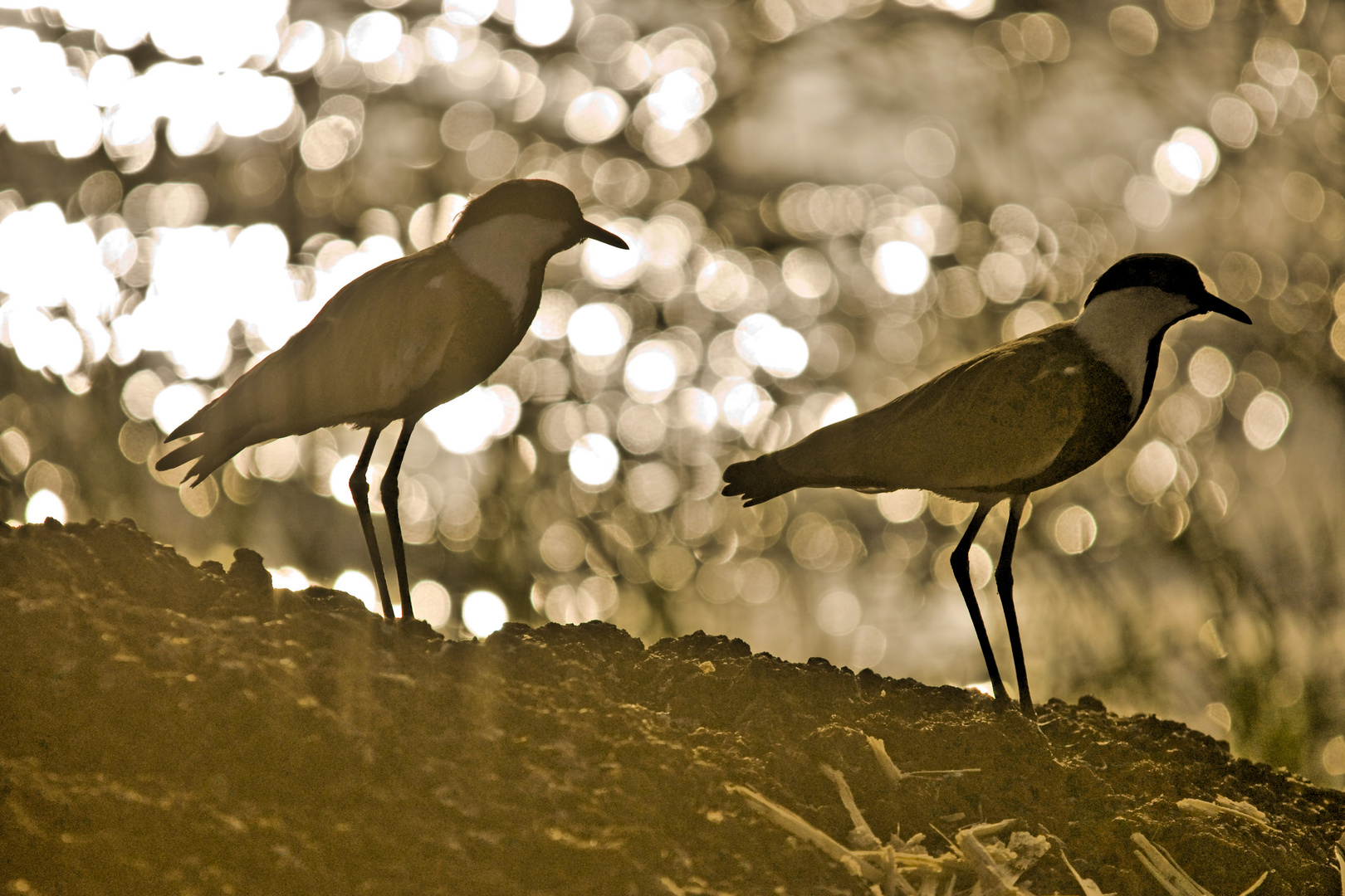 Spornkiebitze im Abendlicht, Vanellus spinosus, Äthiopien 2010