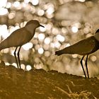 Spornkiebitze im Abendlicht, Vanellus spinosus, Äthiopien 2010