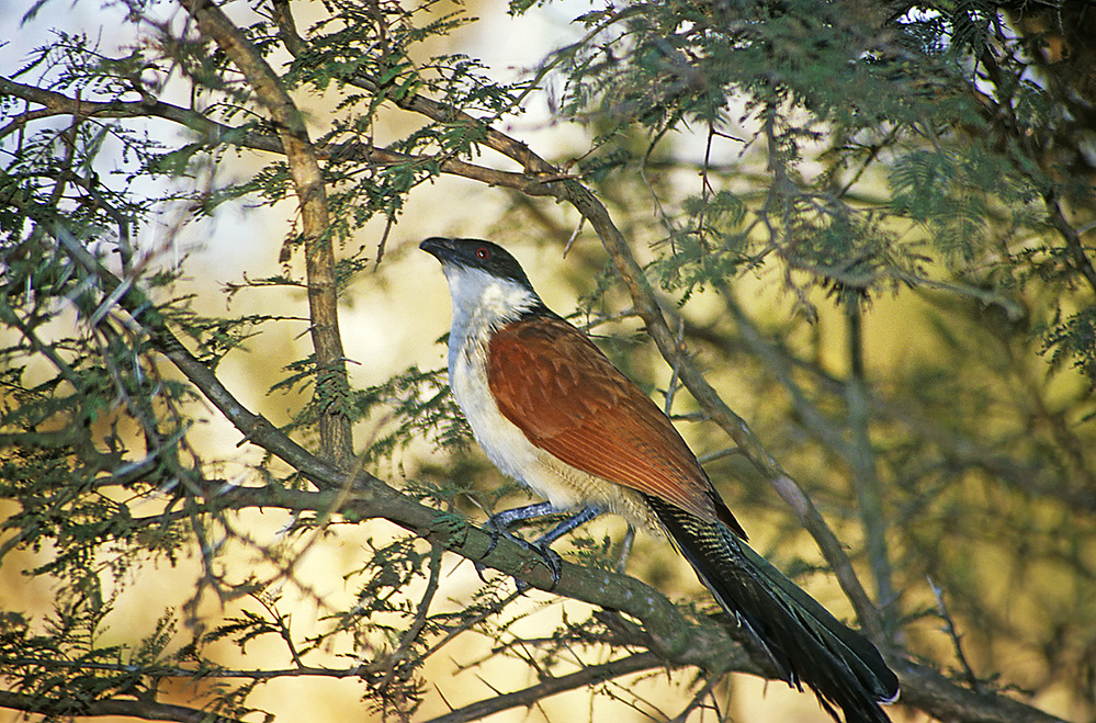 Spornkuckuck (Burchell's Coucal, Centropus burchelli)