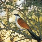 Spornkuckuck (Burchell's Coucal, Centropus burchelli)