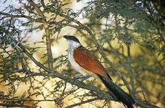 Spornkuckuck (Burchell's Coucal, Centropus burchelli)