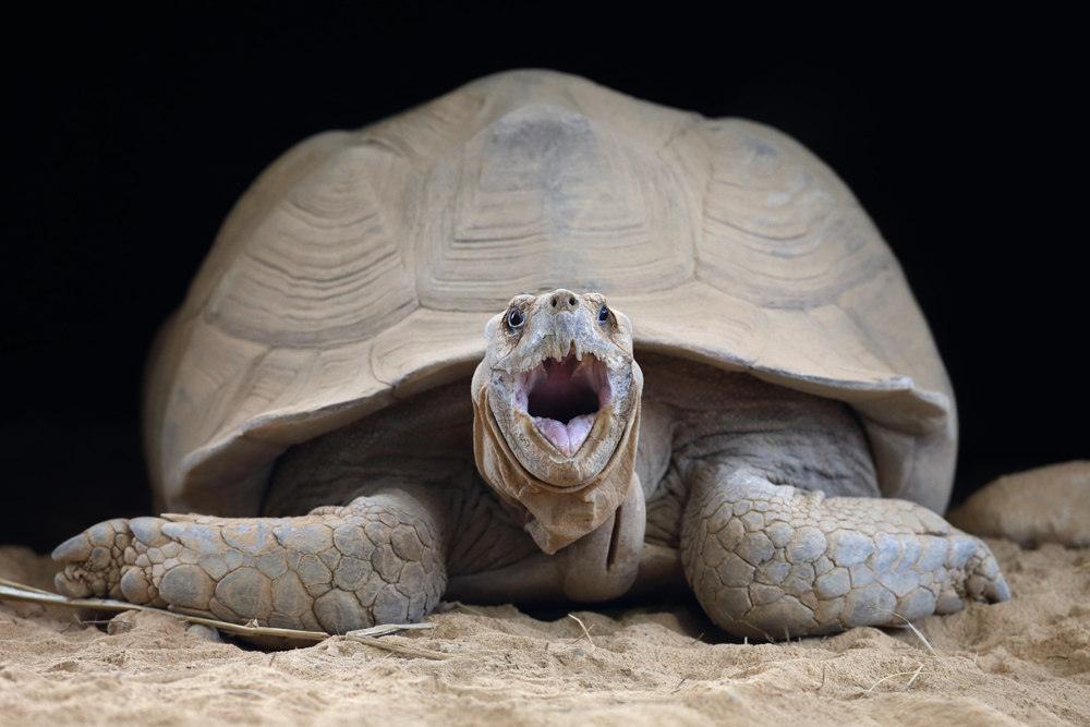 Spornschildkröte