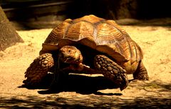 Spornschildkröte