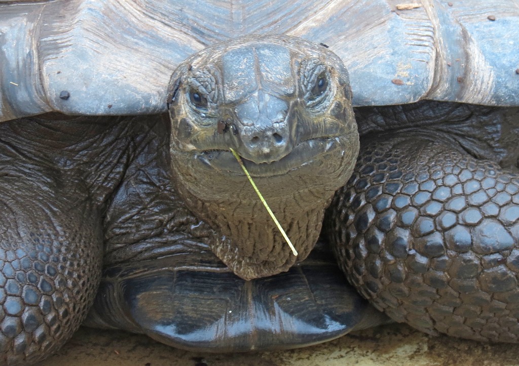 Spornschildkröte