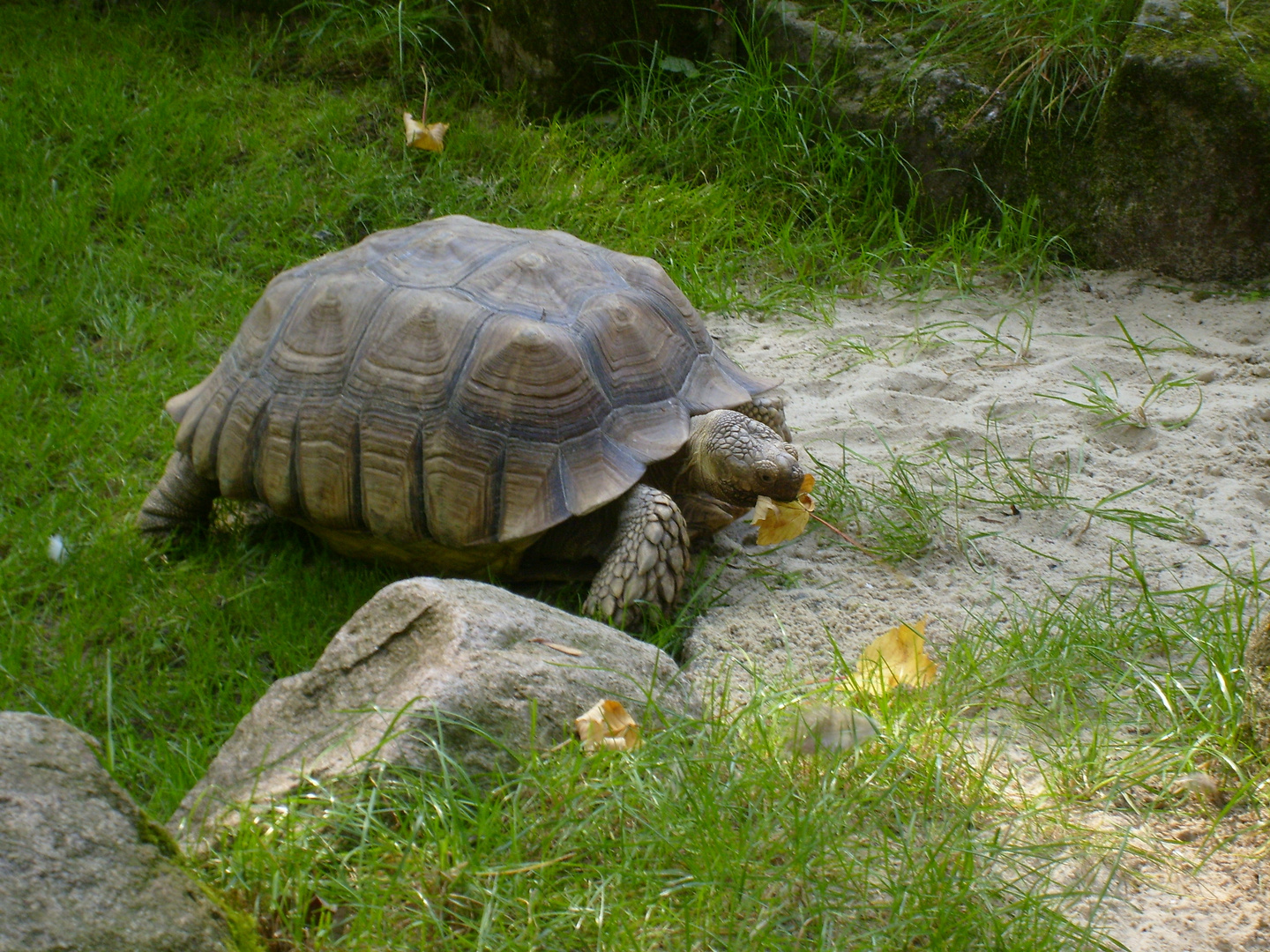 Spornschildkroete