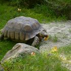 Spornschildkroete