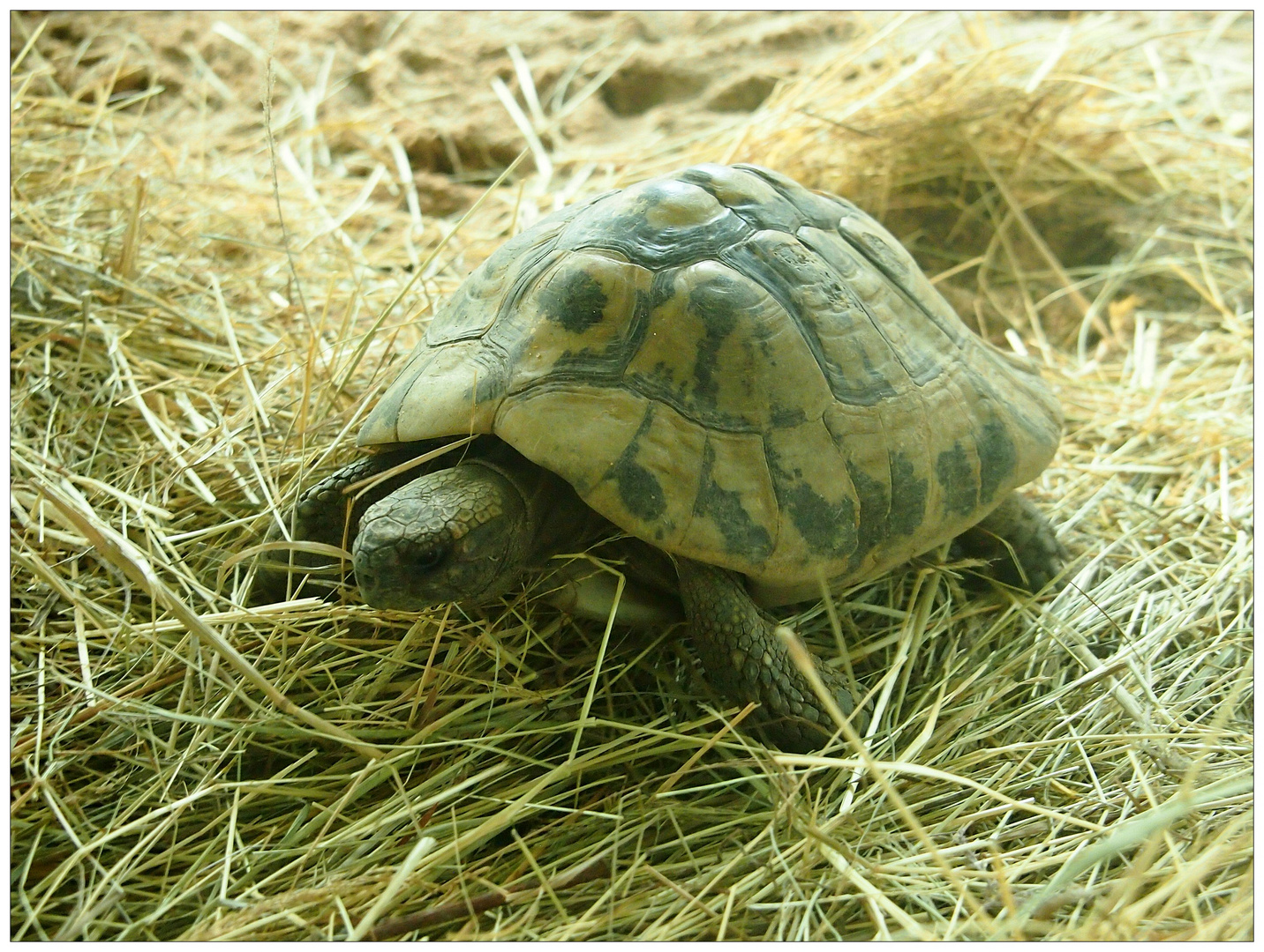 Spornschildkröte