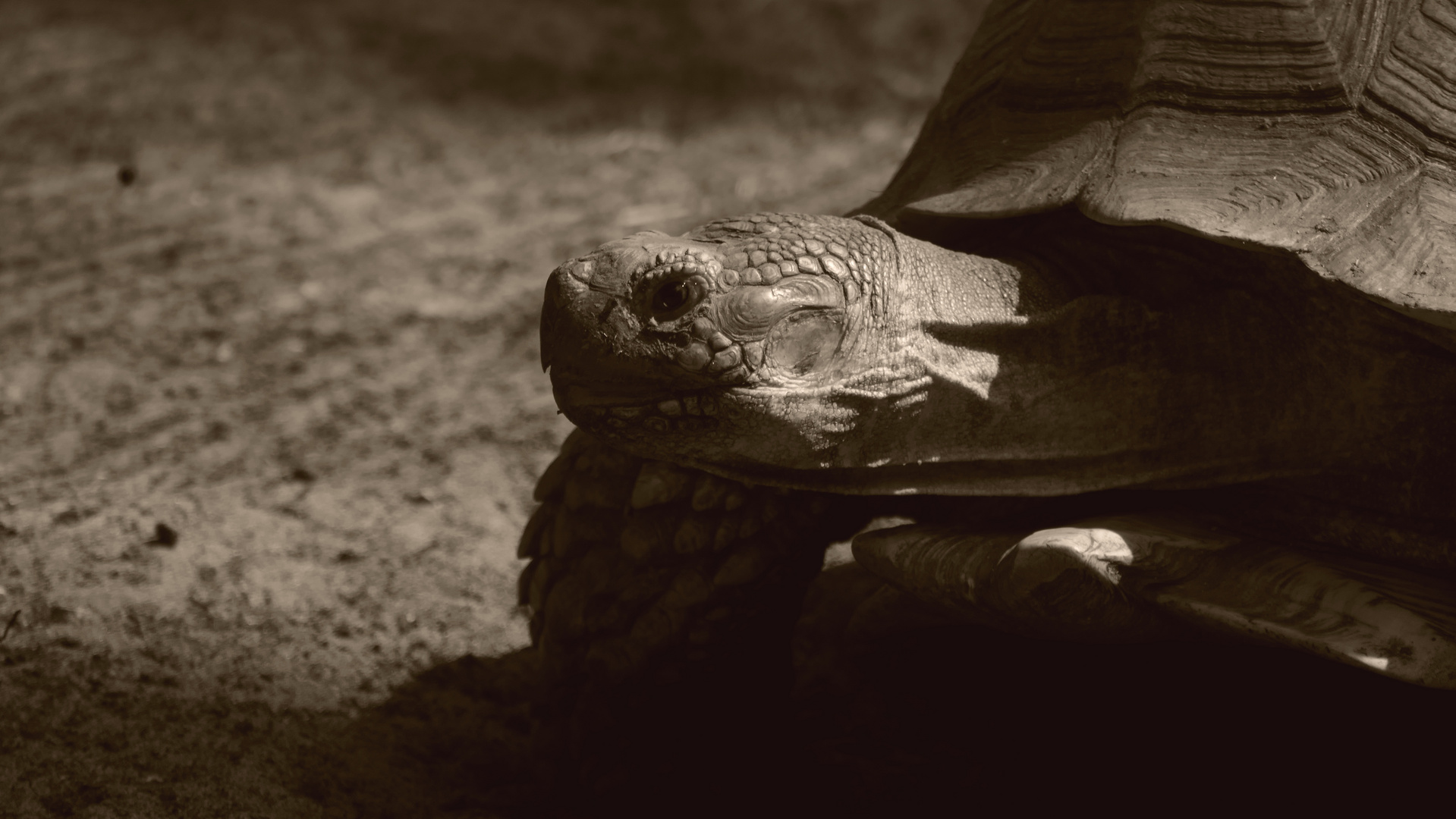 Spornschildkröte