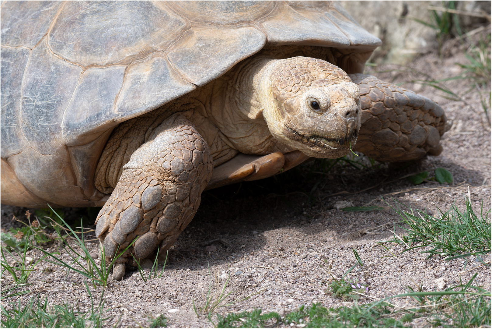 Spornschildkröte