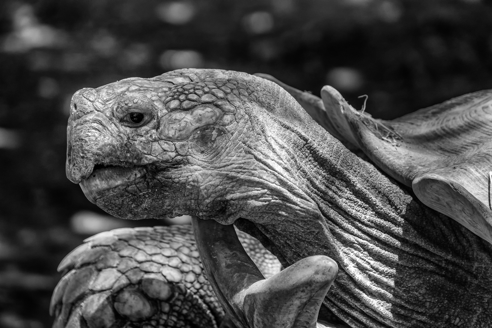 Spornschildkröte