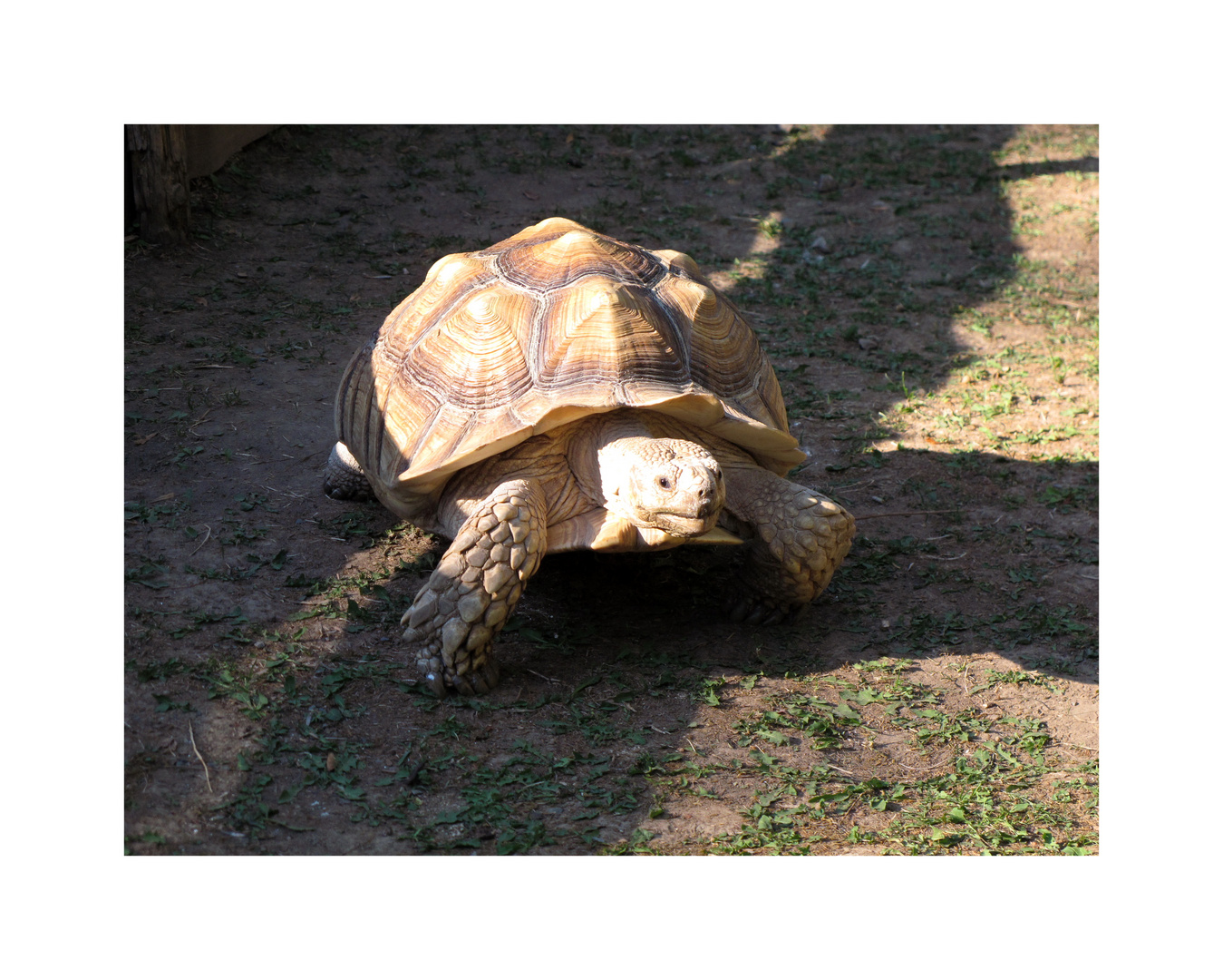 Spornschildkröte, Zoo Aschersleben.