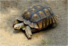 Spornschildkröte (Zoo Neuwied)