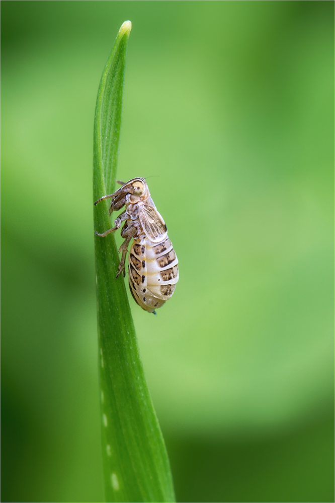 Spornzikade (Dicranotropis cf. hamata)