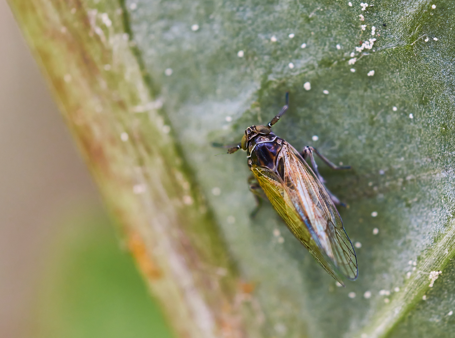 Spornzikade (Javesella sp.)