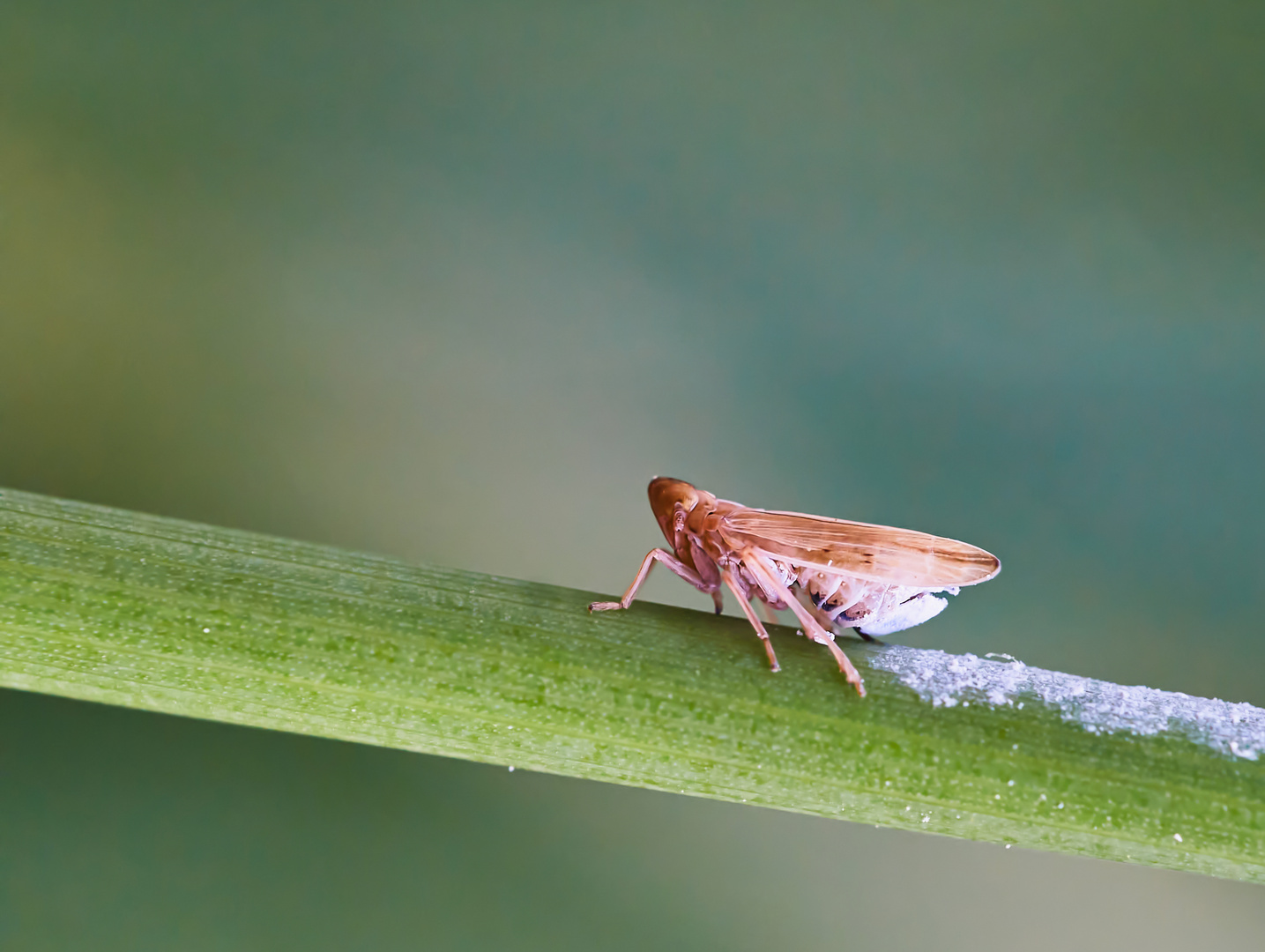 Spornzikade (Stenocranus sp.)