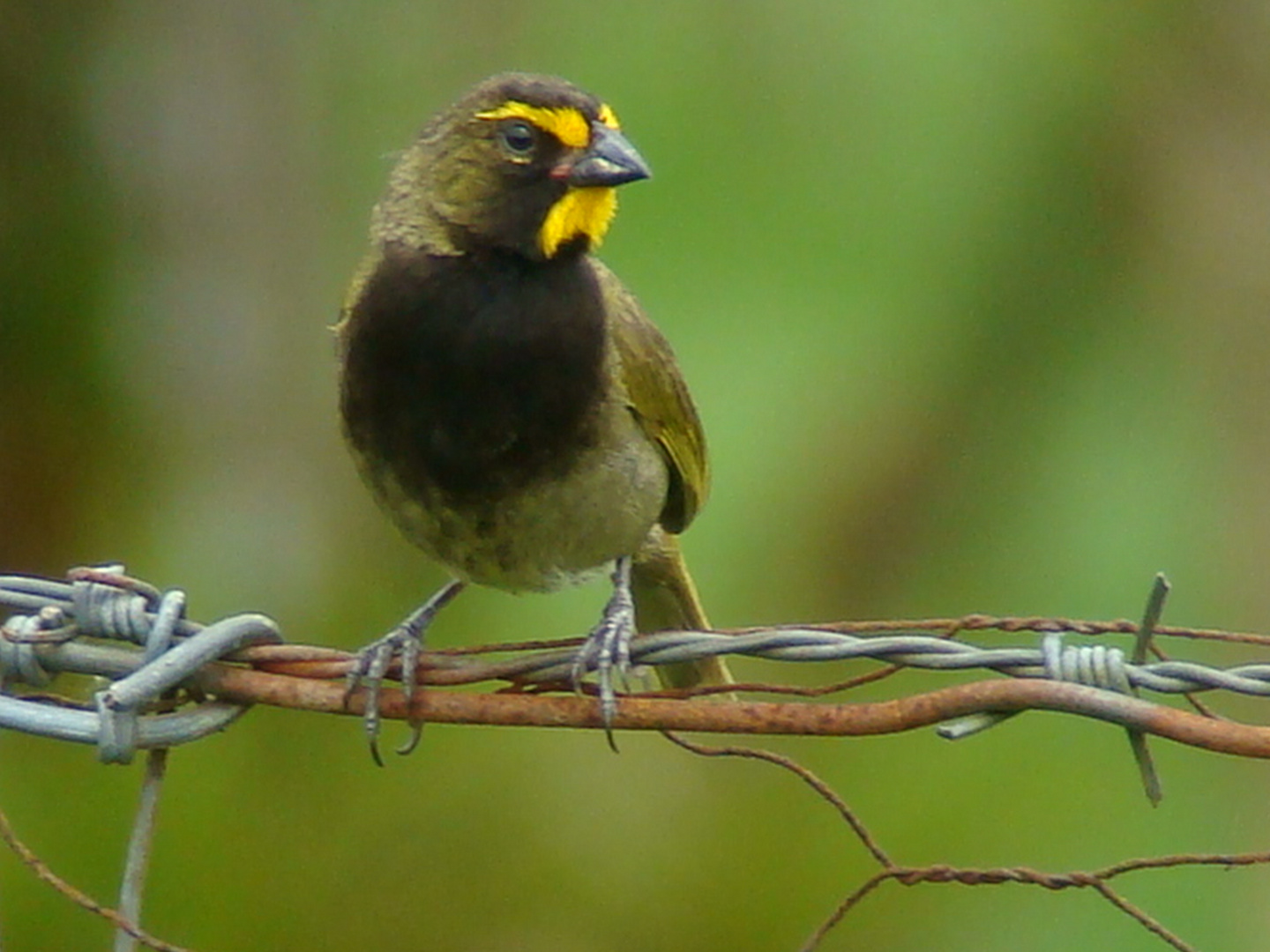 Sporophila Aurita