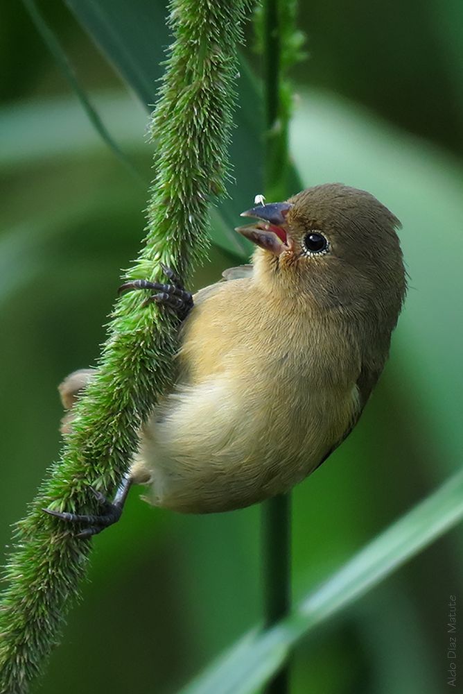 Sporophila caerulescens