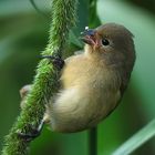 Sporophila caerulescens