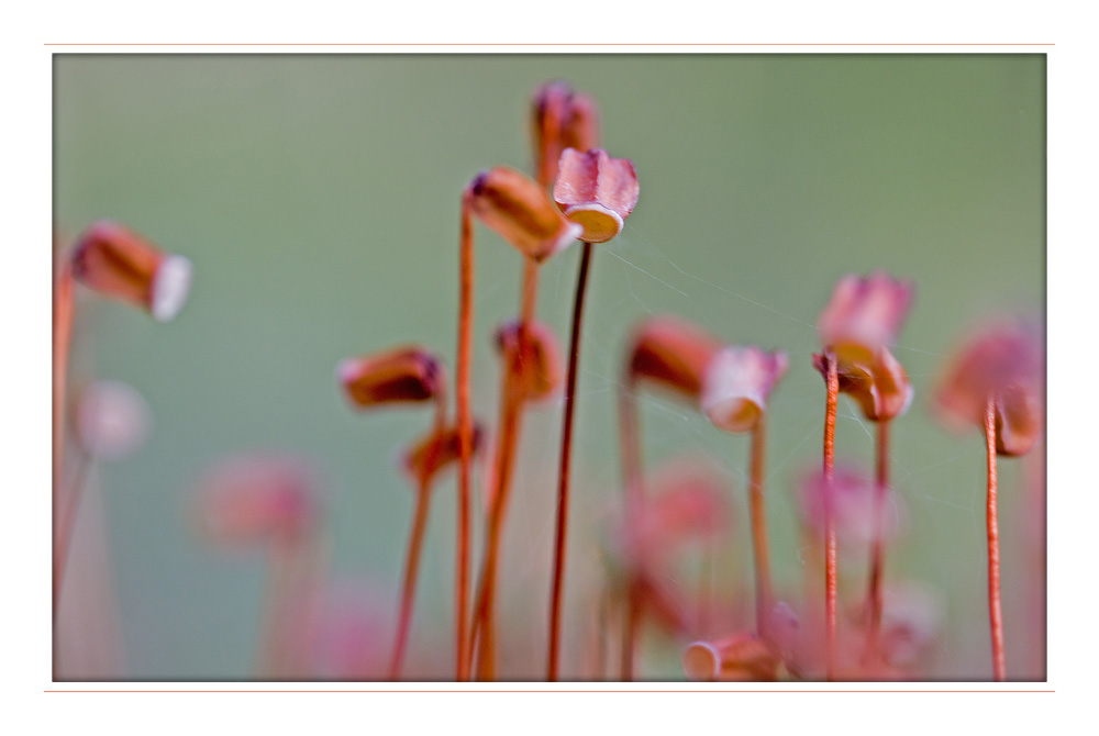 Sporophyt