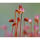 Sporophyt