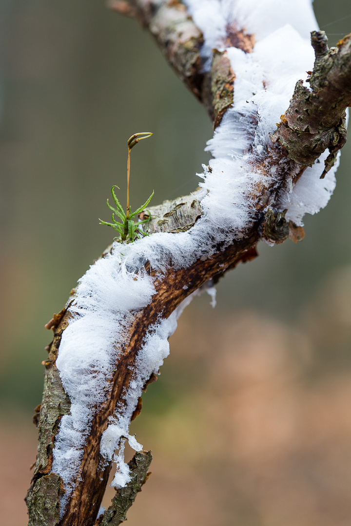 Sporophyt mit Haareis am Stiel