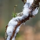 Sporophyt mit Haareis am Stiel