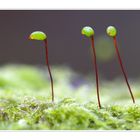 Sporophyten eines Mooses