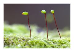 Sporophyten eines Mooses