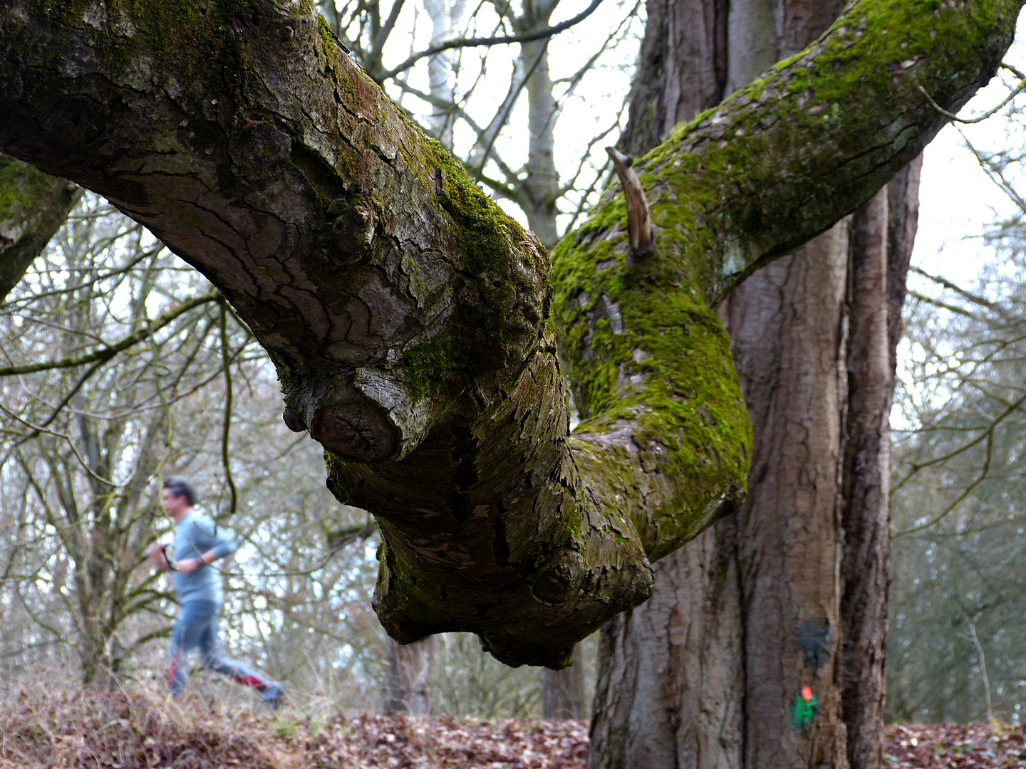 Sport im tiefen Wald