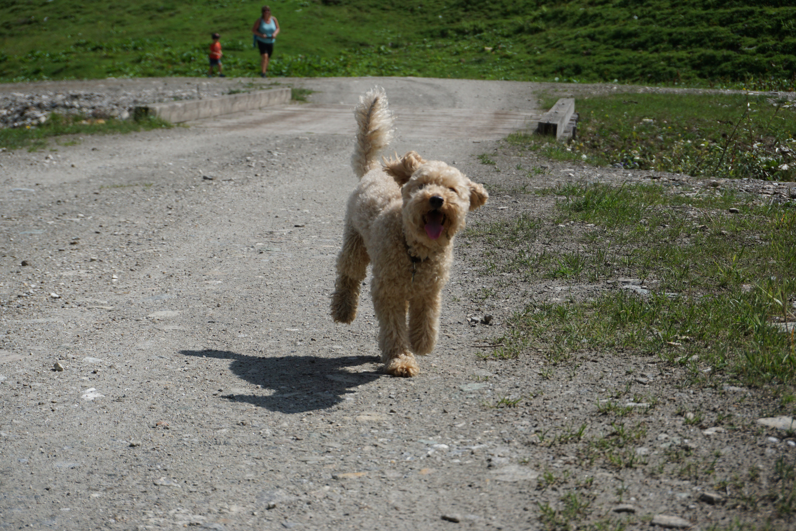 Sportaufnahme von einem kleinen Hund