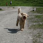 Sportaufnahme von einem kleinen Hund