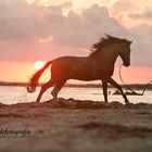 sporting in sunset 